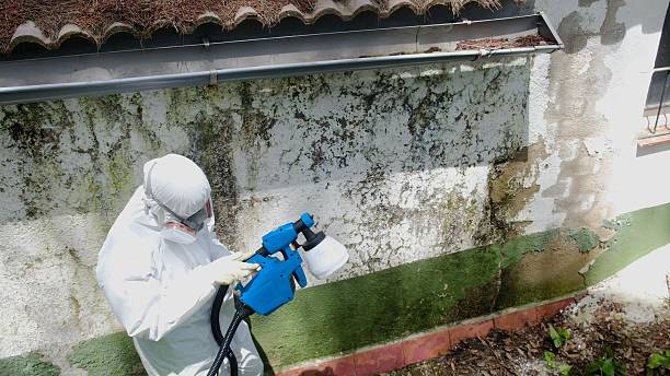 Trusted Crawl Space Mold Removal service in Dalmatia, PA - Cheap Mold Removal